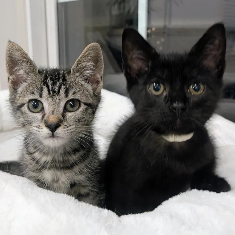 Voidcat thumbnail 3