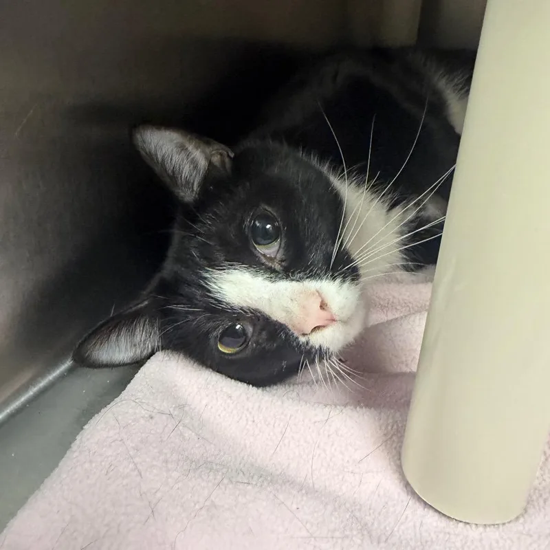 An adult large-sized male Black Domestic Short Hair cat named Yandy for adoption in Fredericksburg, VA