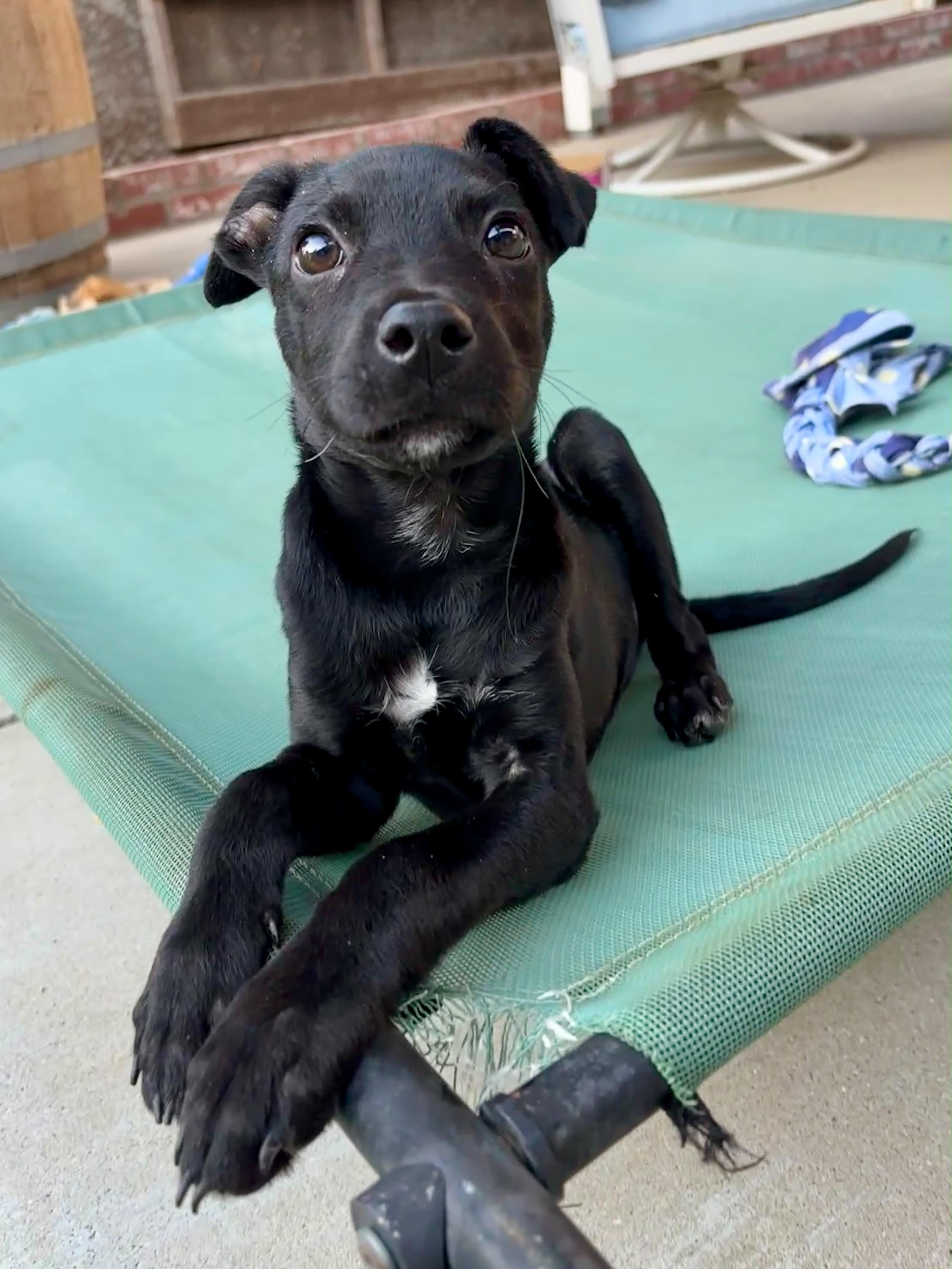 A baby small-sized male Black Chihuahua dog named Al Poochino for adoption in Arroyo Grande, CA