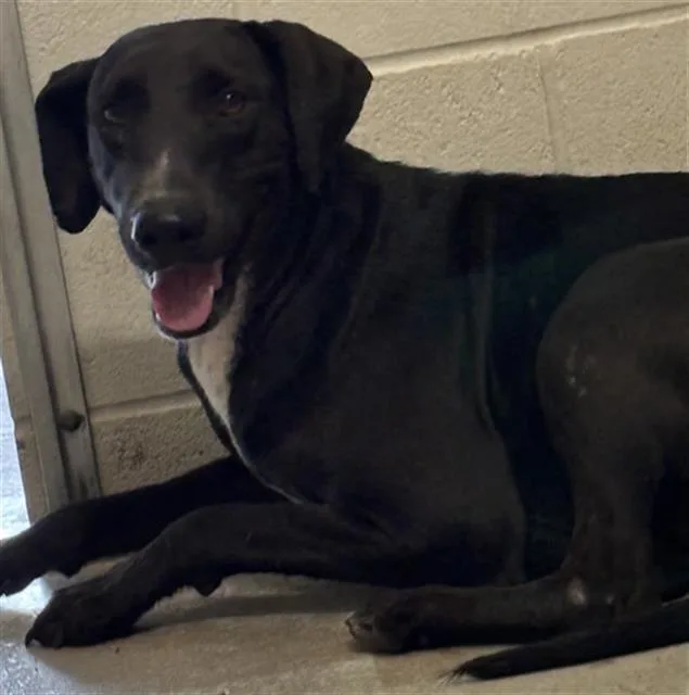 A young medium-sized female Labrador Retriever dog named Betty for adoption in Rosenberg, TX