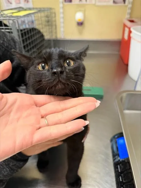 A young small-sized male Domestic Short Hair cat named Brock for adoption in Fort Myers, FL
