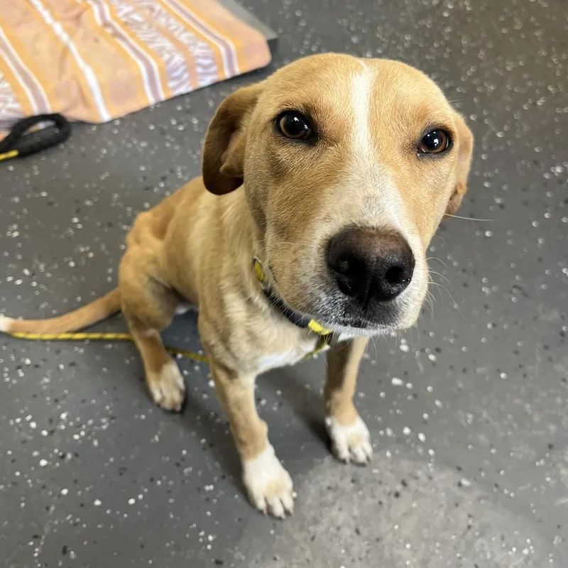 A young medium-sized male Yellow / Tan / Blond / Fawn Mixed Breed dog named Kash for adoption in Columbiana, AL