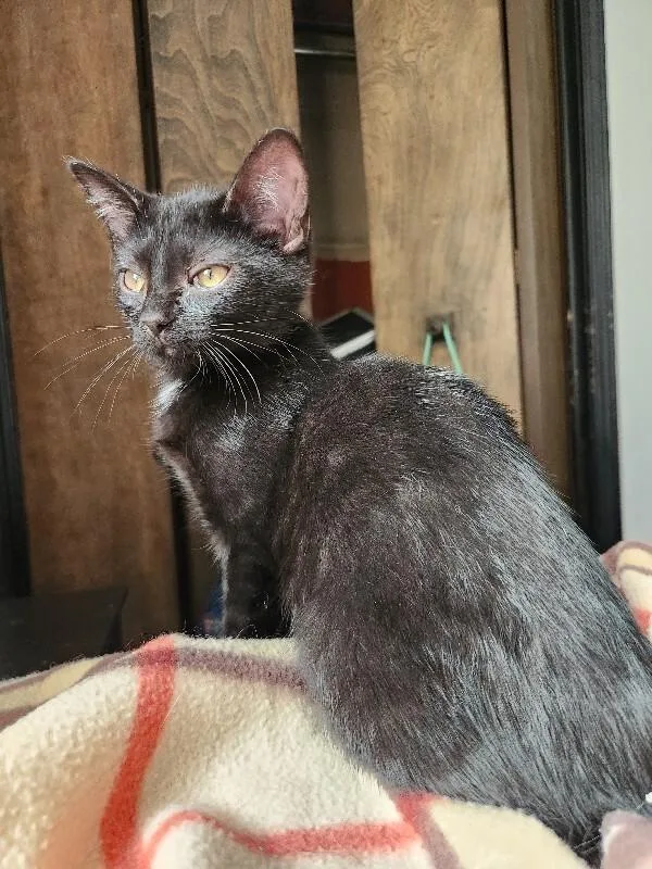 A young medium-sized female Black Domestic Short Hair cat named Triangle for adoption in Grand Rapids, MI