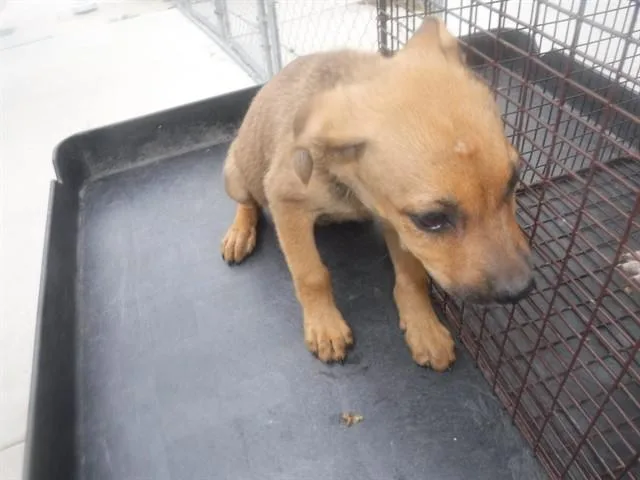 A baby small-sized female Terrier dog named Sage for adoption in Miami, FL