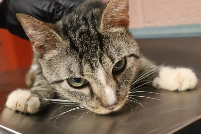 A young medium-sized male Domestic Short Hair cat named Big Head for adoption in Columbia, SC