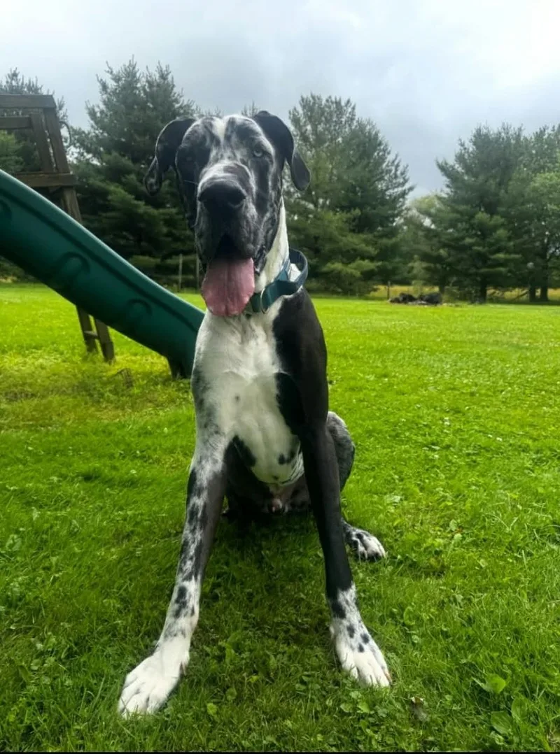 An adult extra large-sized male Harlequin Great Dane dog named Odin for adoption in Rockport, IN