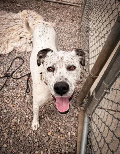 An adult large-sized female Mixed Breed dog named Annie for adoption in Missoula, MT