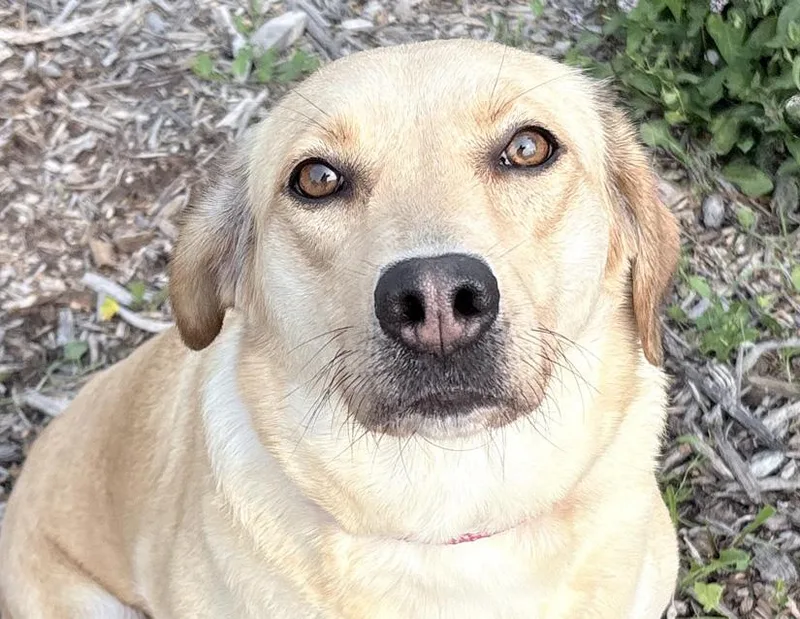 An adult medium-sized female Yellow / Tan / Blond / Fawn Labrador Retriever dog named Biscuit for adoption in Columbus, IN