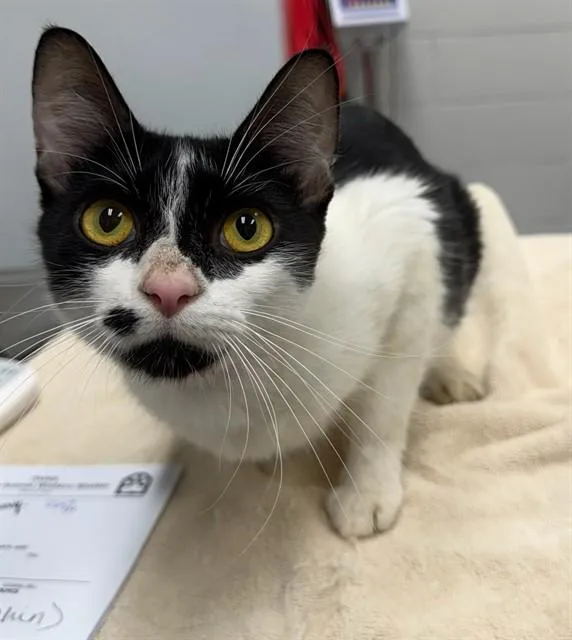 A young small-sized female Domestic Short Hair cat named Biscuit for adoption in Peoria, IL