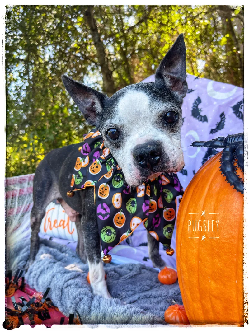A senior small-sized male Boston Terrier dog named Pugsley for adoption in Sebring, FL
