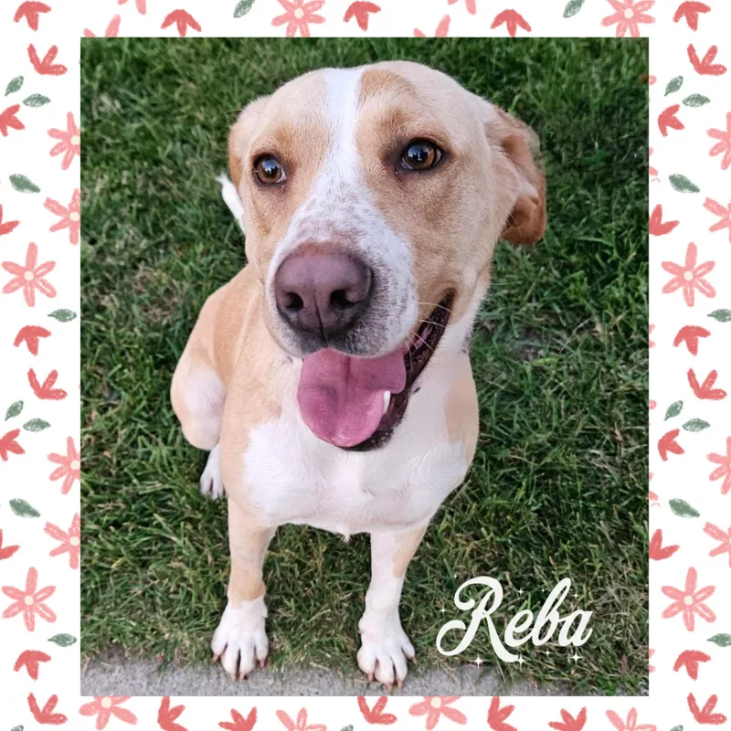 A young medium-sized female Labrador Retriever dog named Reba for adoption in Mokena, IL