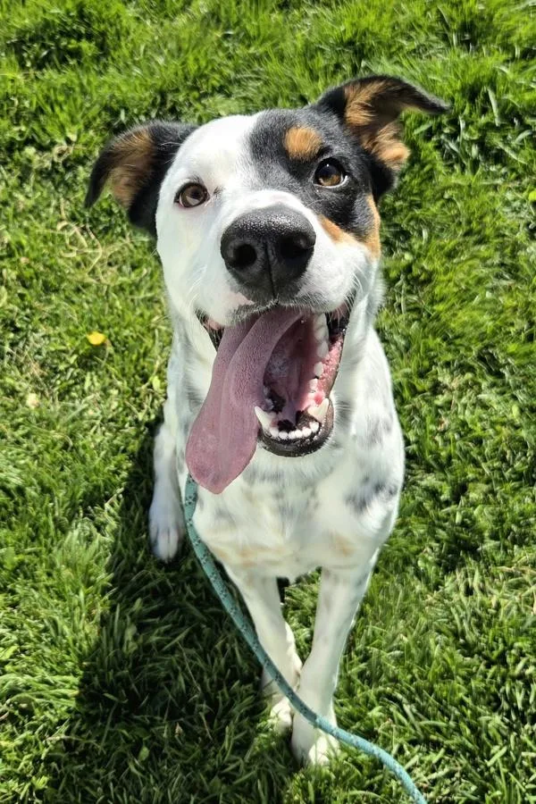 A young medium-sized male English Setter dog named Rooster for adoption in Pocatello, ID
