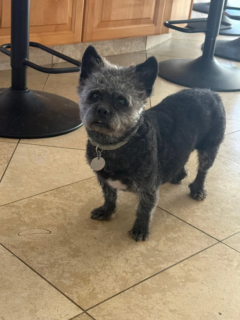 A senior small-sized male Shih Tzu dog named Buddy for adoption in Sonora, CA