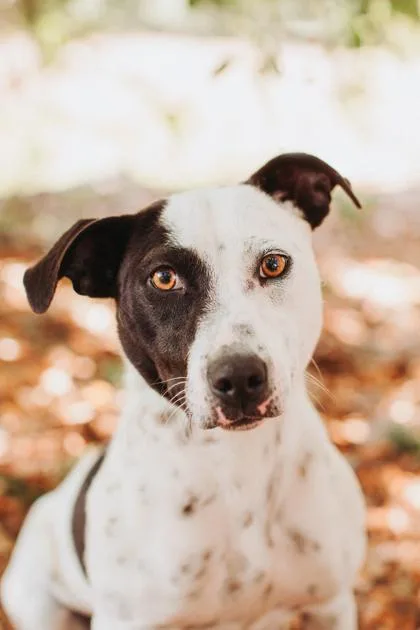 A Daisy Duck thumbnail 2