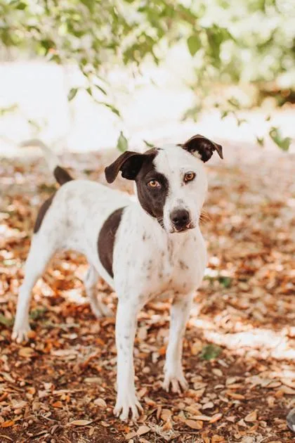 A Daisy Duck thumbnail 3