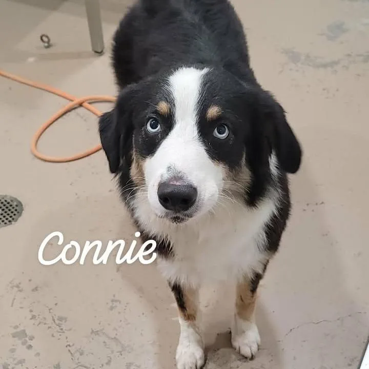 Connie thumbnail 2