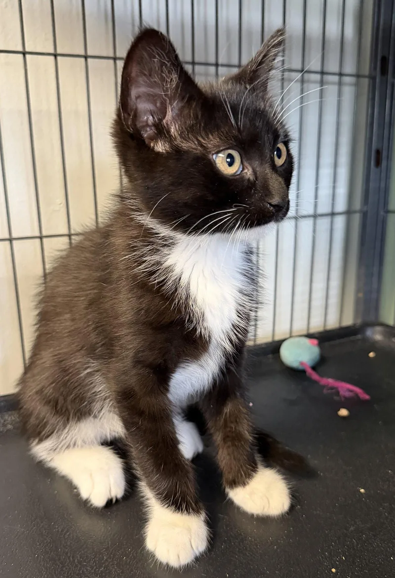 A baby medium-sized female Black & White / Tuxedo Domestic Short Hair cat named Luxy for adoption in Broomall, PA