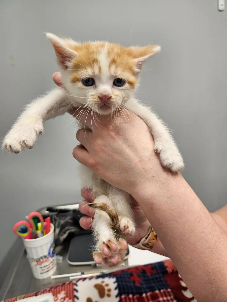 A baby small-sized male Domestic Short Hair cat named Normie for adoption in Bloomington, IN