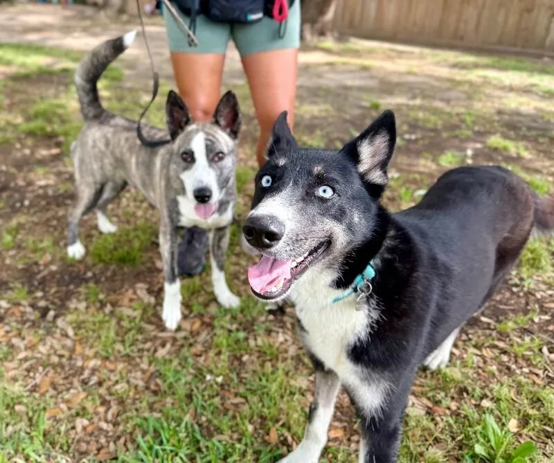 A young medium-sized female Tricolor (Brown, Black, & White) Husky dog named Skye Blue The Blue for adoption in Friendswood, TX