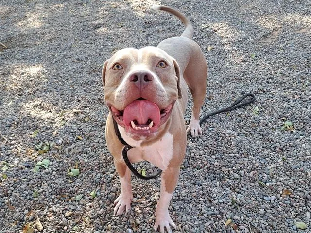 An adult large-sized male Pit Bull Terrier dog named Kite for adoption in Mesa, AZ