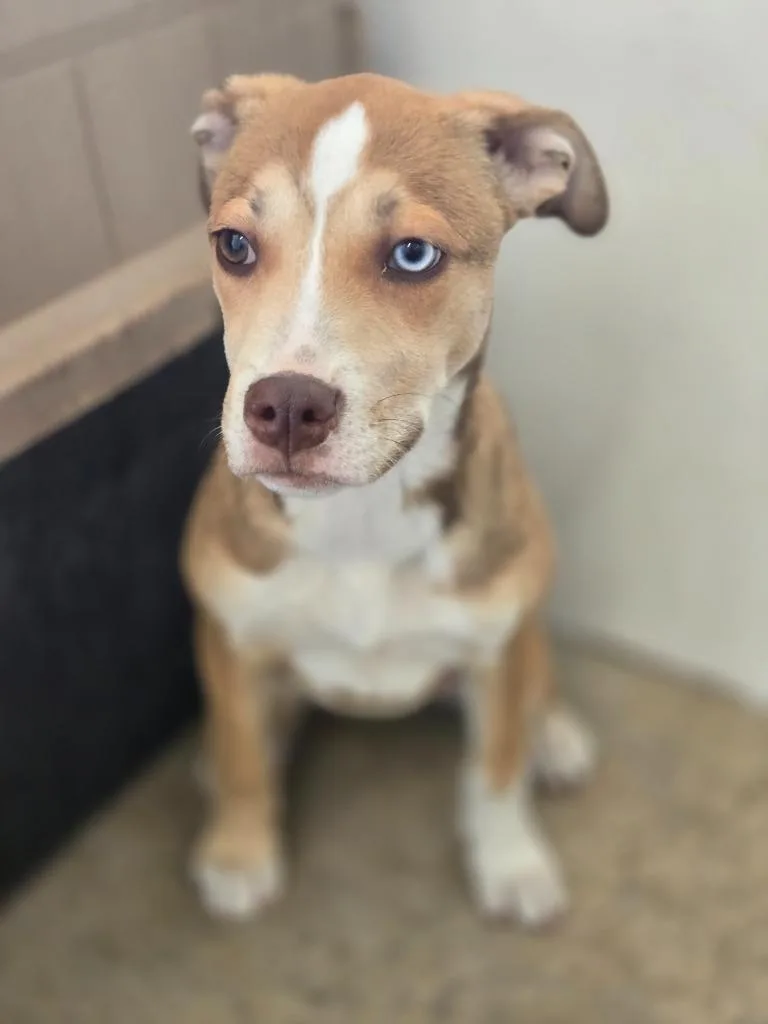 A baby medium-sized female Mixed Breed dog named Monkey for adoption in Mount Gilead, NC