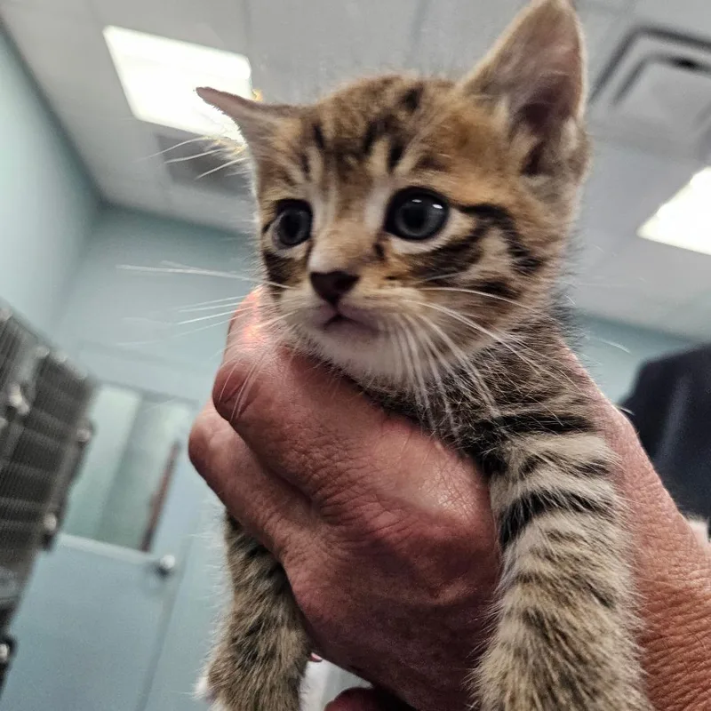 A baby small-sized male Brown / Chocolate Domestic Short Hair cat named Jazz for adoption in Greensboro, NC