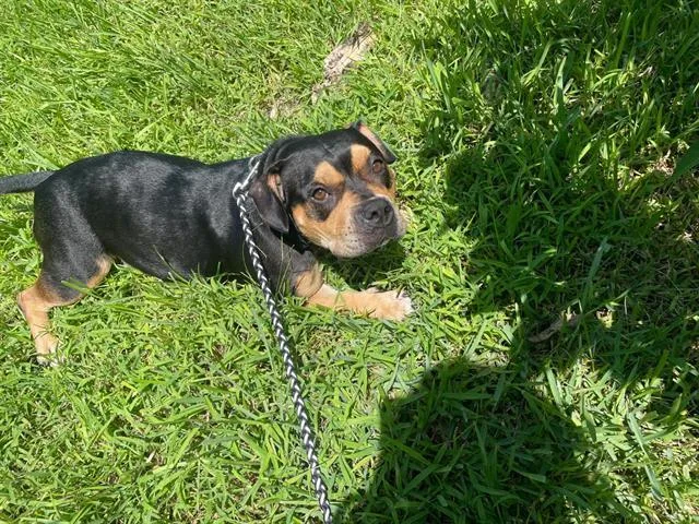 An adult medium-sized female Pit Bull Terrier dog named Susan for adoption in Orlando, FL