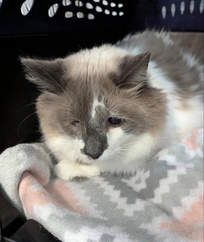 A senior medium-sized male Domestic Long Hair cat named Forte for adoption in Ocala, FL