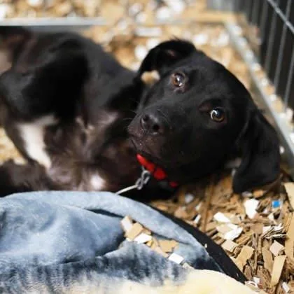A young small-sized male Black Labrador Retriever dog named Hunter for adoption in Atlanta, GA