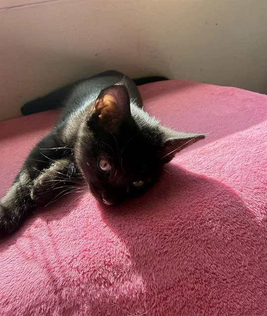 A baby small-sized male Domestic Short Hair cat named Sweetie for adoption in Sacramento, CA