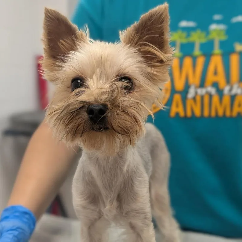 An adult small-sized female Yorkshire Terrier dog named Lolita for adoption in West Palm Beach, FL