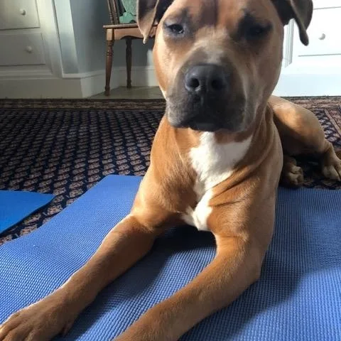 An adult large-sized male Sable American Staffordshire Terrier dog named Odin for adoption in Cumberland, RI