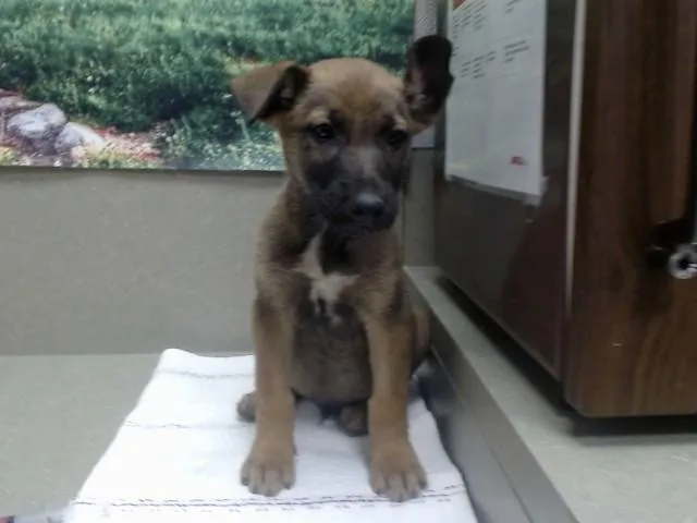 A baby medium-sized male Black Belgian Shepherd / Malinois dog named SAVE ME PLEASE Earnie for adoption in San Marcos, CA