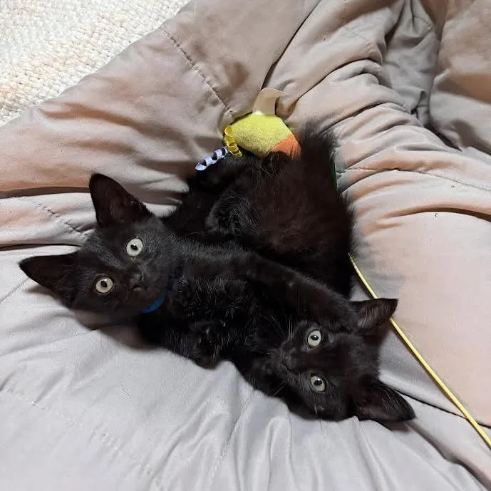 A baby small-sized female Black Domestic Short Hair cat named Demeter for adoption in Auburn, AL