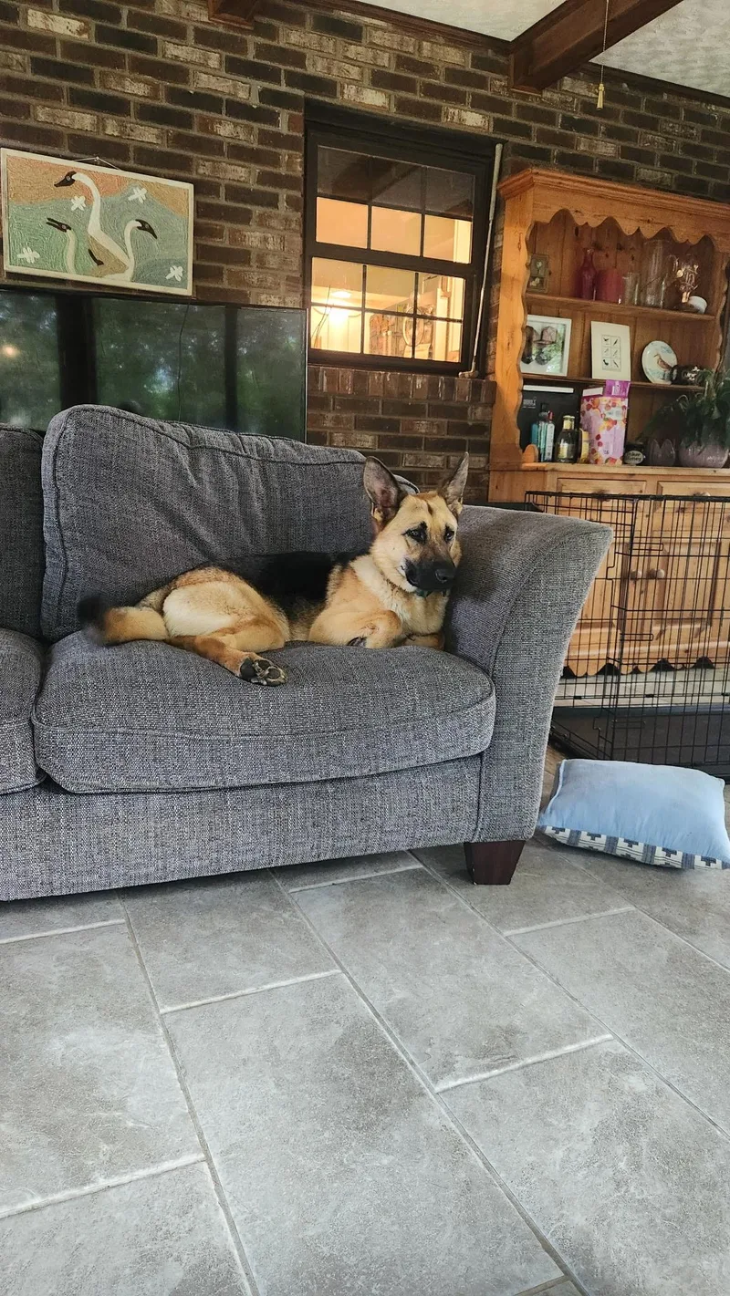 A young large-sized female Tricolor (Brown, Black, & White) German Shepherd Dog dog named Marley for adoption in Greeneville , TN
