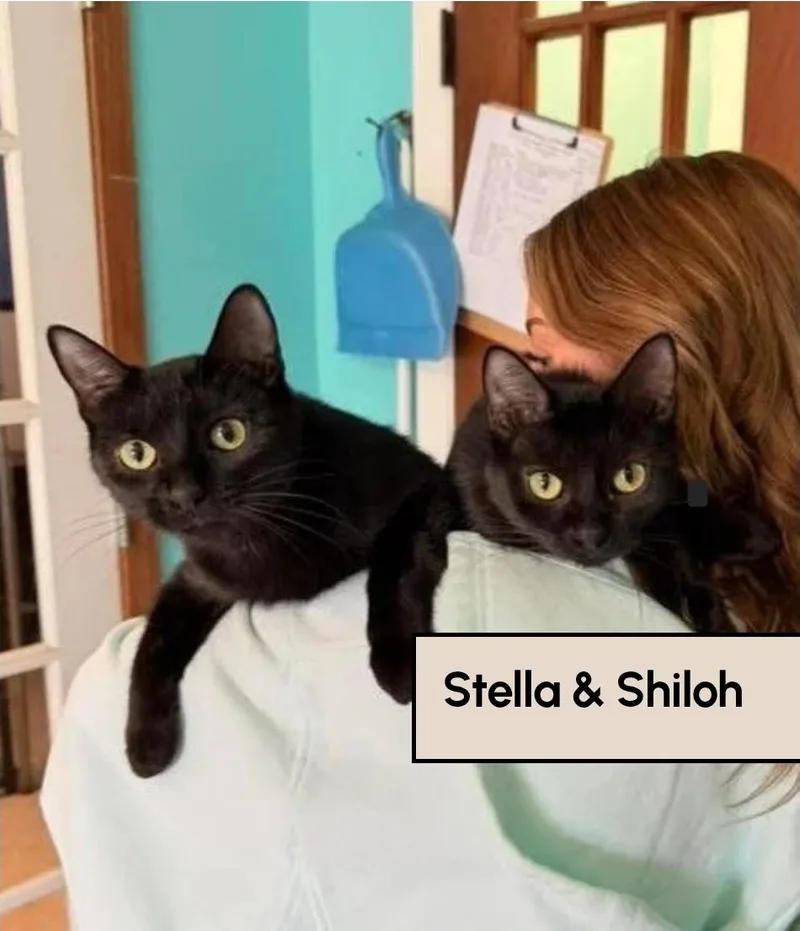Stella