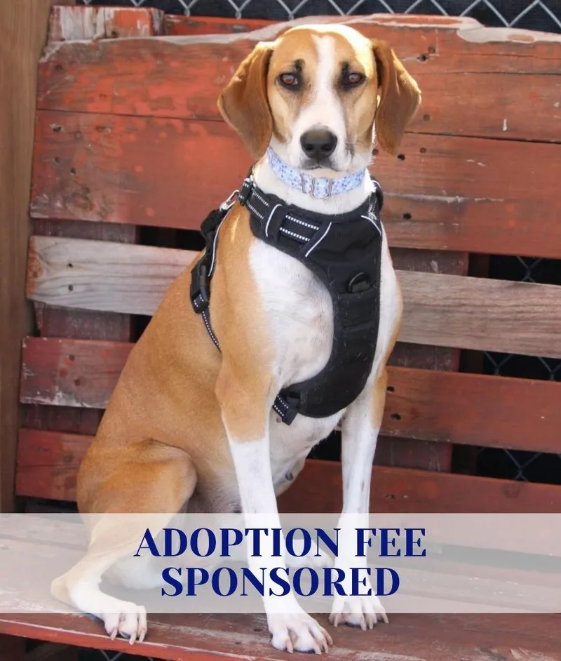 An adult medium-sized female Hound dog named Star for adoption in Savage, MN