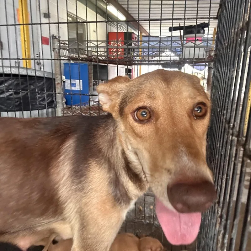 An adult medium-sized female Brown / Chocolate Shepherd dog named Margarita for adoption in Edinburg, TX