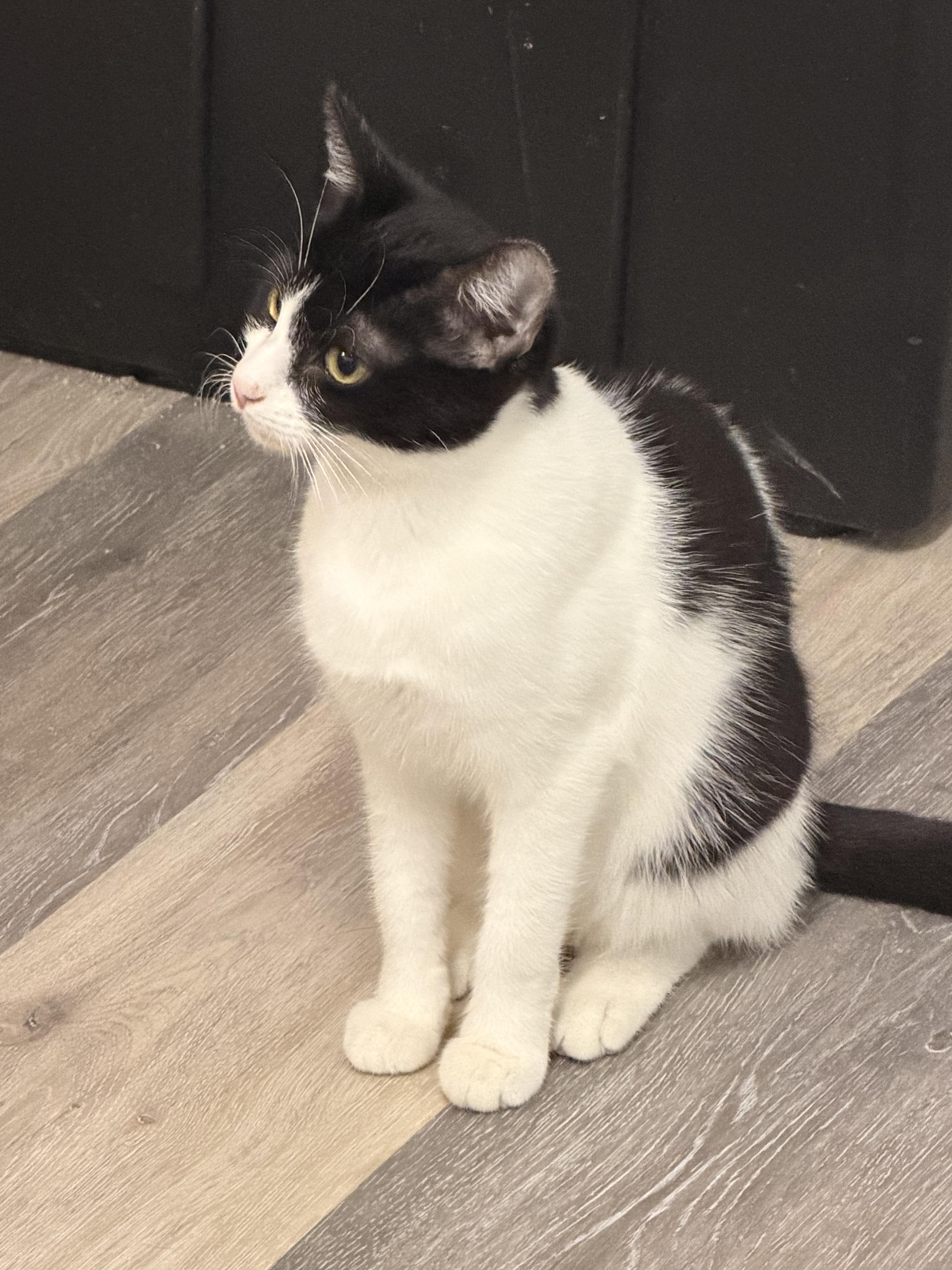 A young small-sized female Black & White / Tuxedo Domestic Short Hair cat named Dory for adoption in Leesville, LA