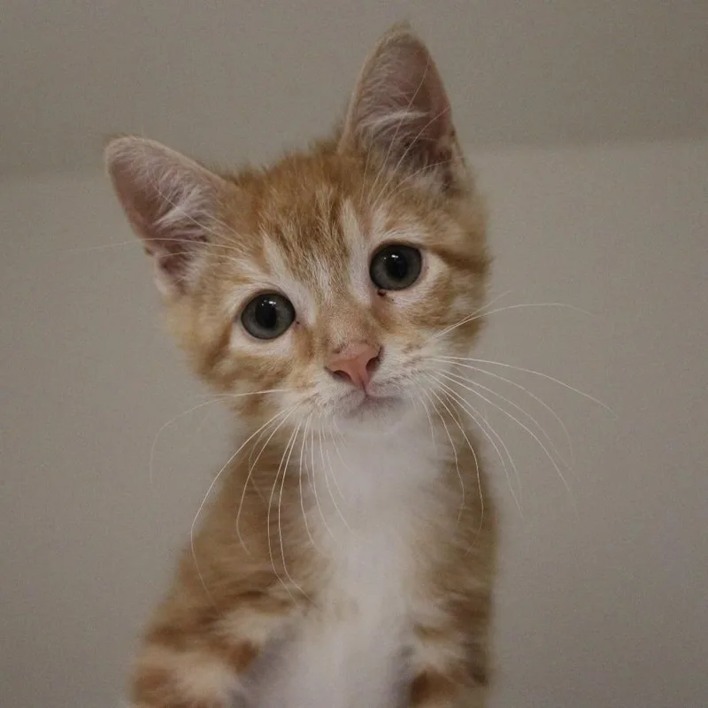 A baby small-sized female Orange / Red Domestic Short Hair cat named Frito for adoption in Champaign, IL