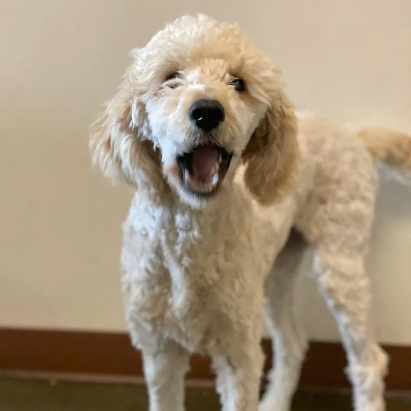 A young large-sized female Standard Poodle dog named Pearla for adoption in Burlingame, CA