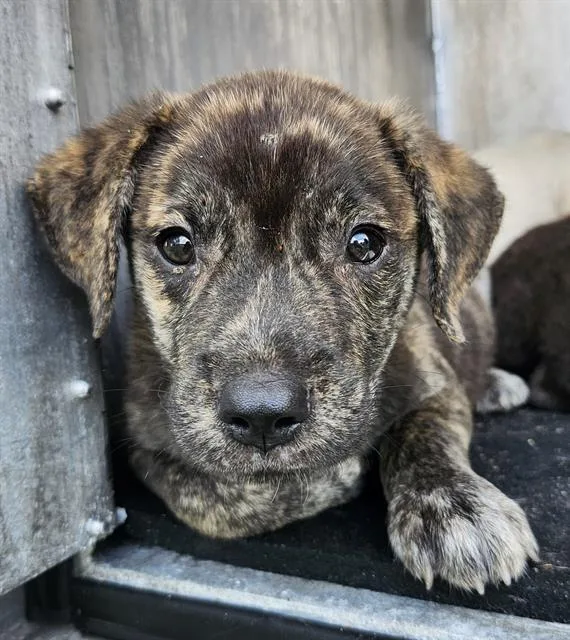 A baby small-sized male American Staffordshire Terrier dog named Mars for adoption in San Antonio, TX
