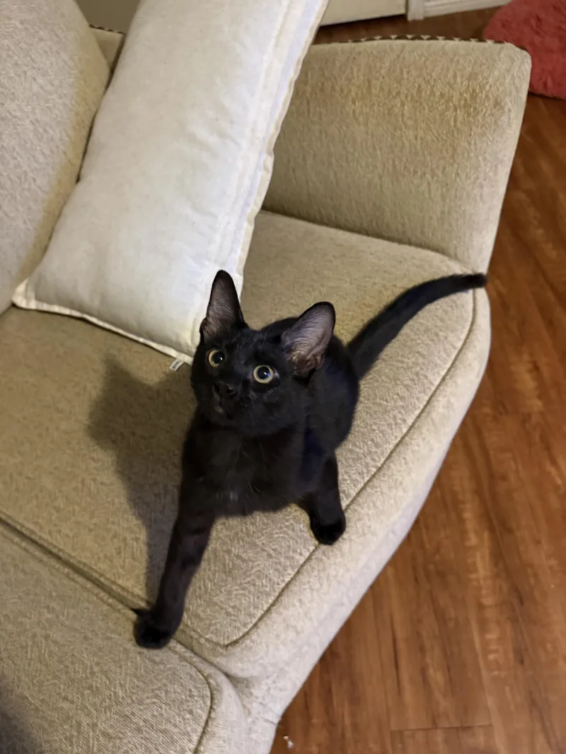 A baby large-sized male Black Domestic Short Hair cat named Monti for adoption in Houston, TX