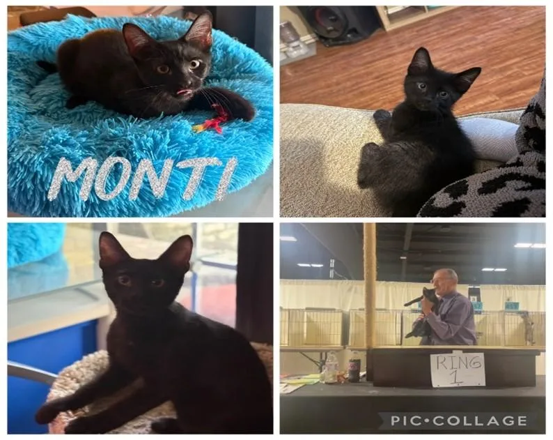 Monti thumbnail 6
