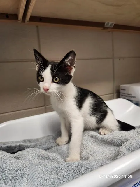 A baby medium-sized female Domestic Short Hair cat named Evie for adoption in Huntsville, AL