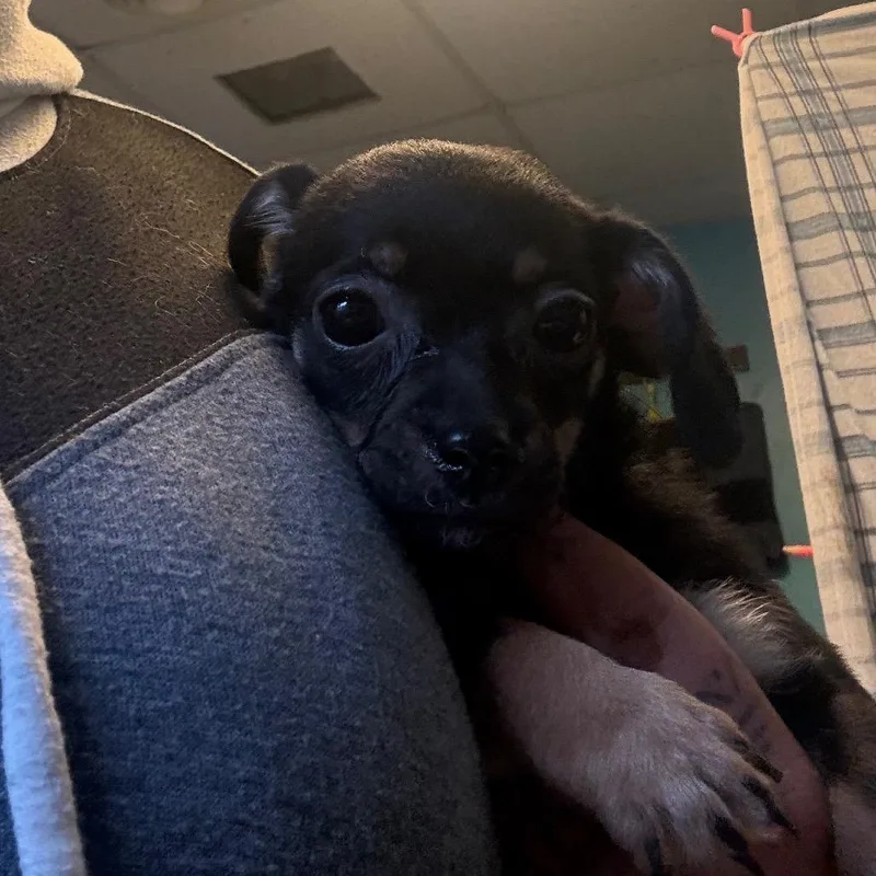 A baby small-sized female Black Terrier dog named Yara for adoption in Pennsville, NJ