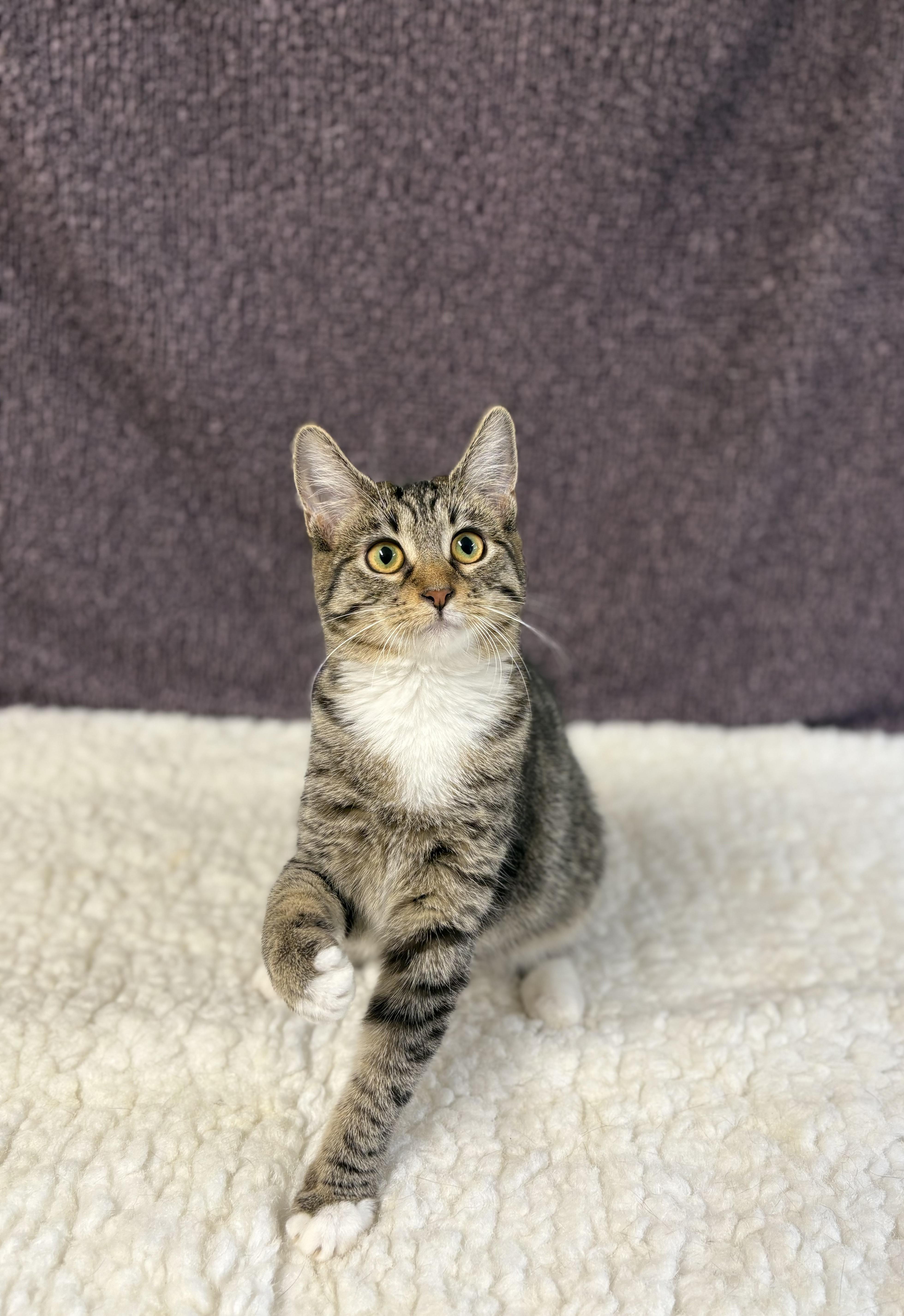 A young medium-sized female Tabby (Brown / Chocolate) Domestic Short Hair cat named Morgan for adoption in Upper Sandusky, OH