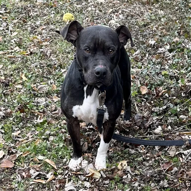 A young medium-sized male Black Pit Bull Terrier dog named Rudolph for adoption in Maysville, KY