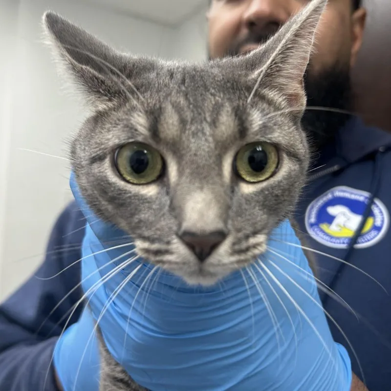 An adult medium-sized female Gray / Blue / Silver Domestic Short Hair cat named Novah for adoption in Newark, NJ