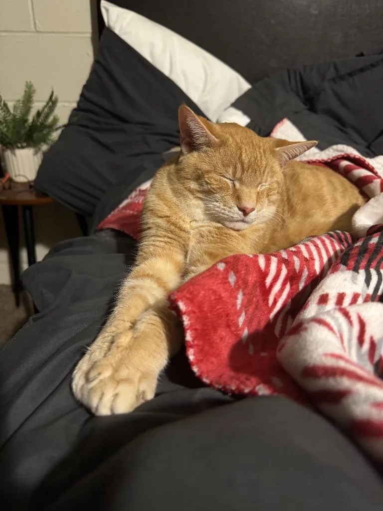 A senior medium-sized male Domestic Short Hair cat named Pepe for adoption in Bloomington, IN